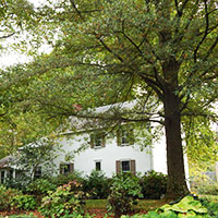 Tree Services Bucks County Montgomery County PA