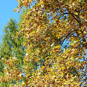 Autumn Fall Tree Care