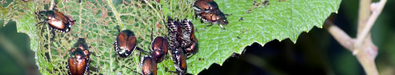 Japanese Beetles | Ash Borers | Tree Disease | Tree Fungus Bucks County Montgomery County