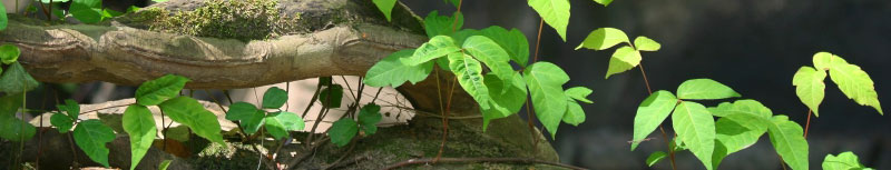 Poison Ivy Removal, Poison Ivy Spray Bucks County Montgomery County
