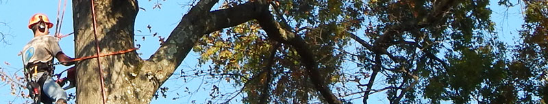 Tree Removal Bucks County Montgomery County