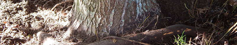 Tree Root Problems, Root Collar Services Bucks County Montgomery County