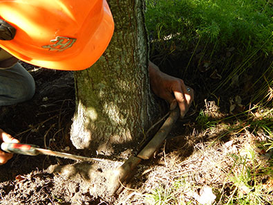 Stump Grinding Bucks Montgomery County